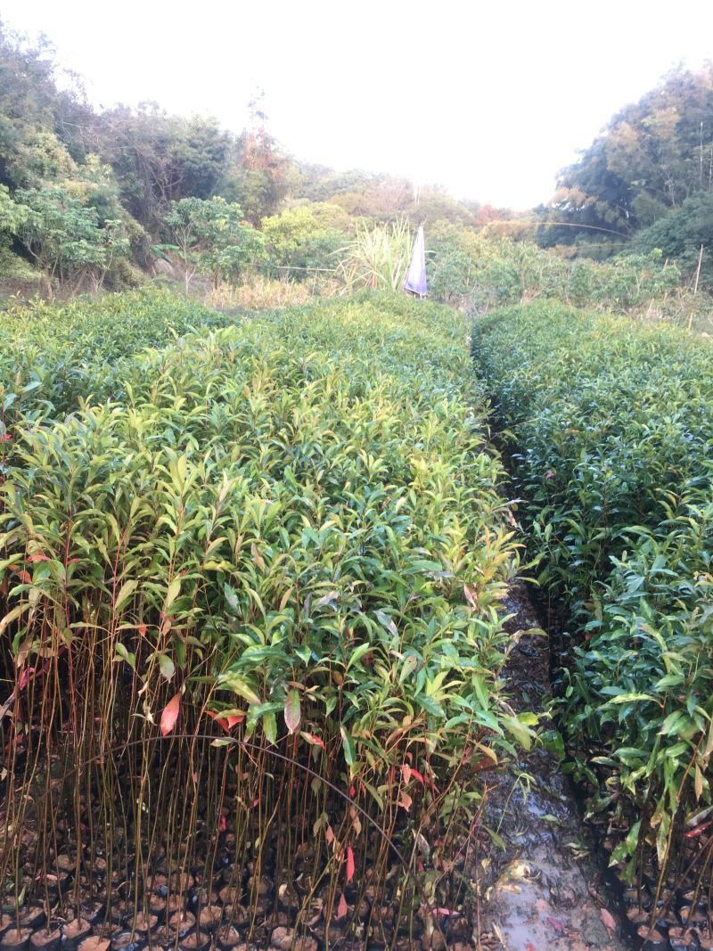 山杜英袋苗山杜英苗价格