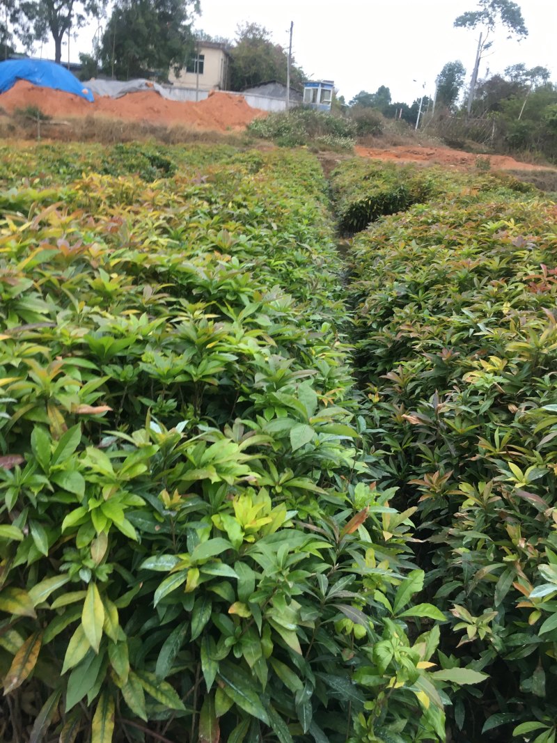 木荷袋苗荷木苗木荷袋苗价格