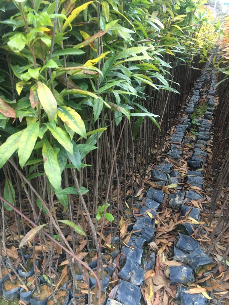 木荷袋苗荷木苗木荷袋苗价格
