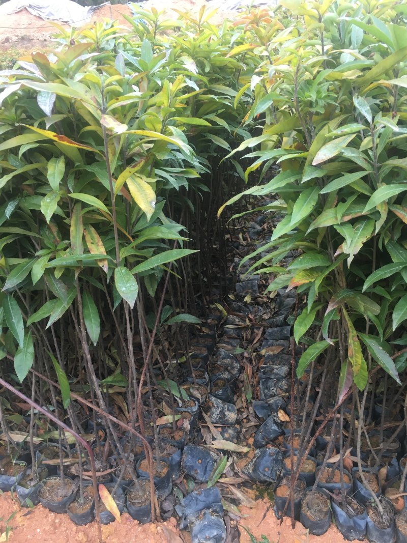 木荷袋苗荷木苗木荷袋苗价格