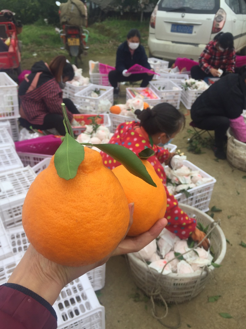 四川明日见颜色火红，味道纯甜，皮薄，水份好，