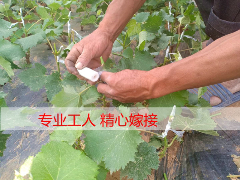 浪漫红颜葡萄苗，葡萄新品种，纯度保证，基地直发