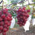 浪漫红颜葡萄苗，葡萄新品种，纯度保证，基地直发