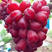 浪漫红颜葡萄苗，葡萄新品种，纯度保证，基地直发