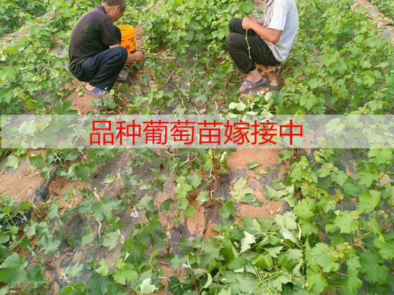 浪漫红颜葡萄苗，葡萄新品种，纯度保证，基地直发