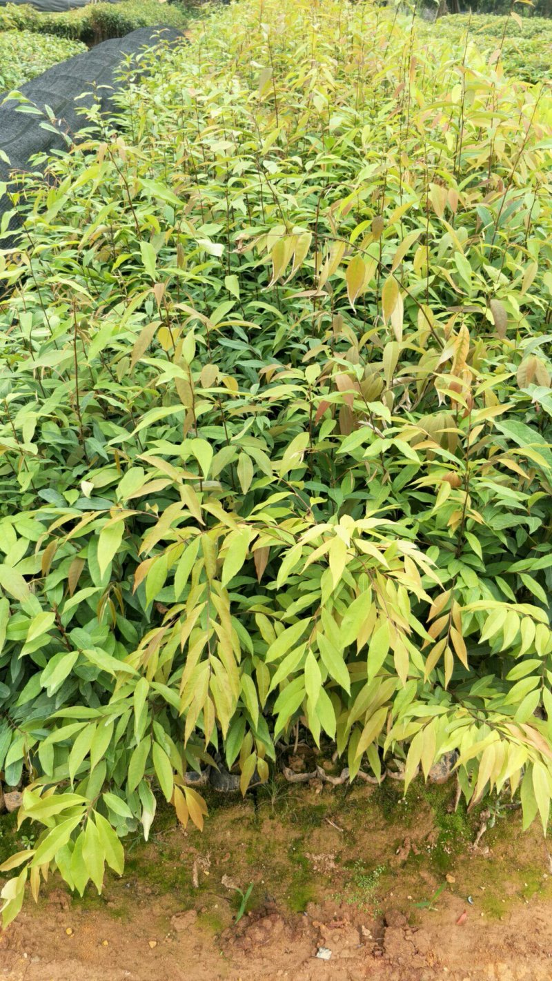 红椎苗，红椎营养袋苗，红椎苗价格优惠长期提供技术指导