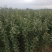 烟富8号苹果树苗鲁丽，华硕，瑞阳，瑞雪