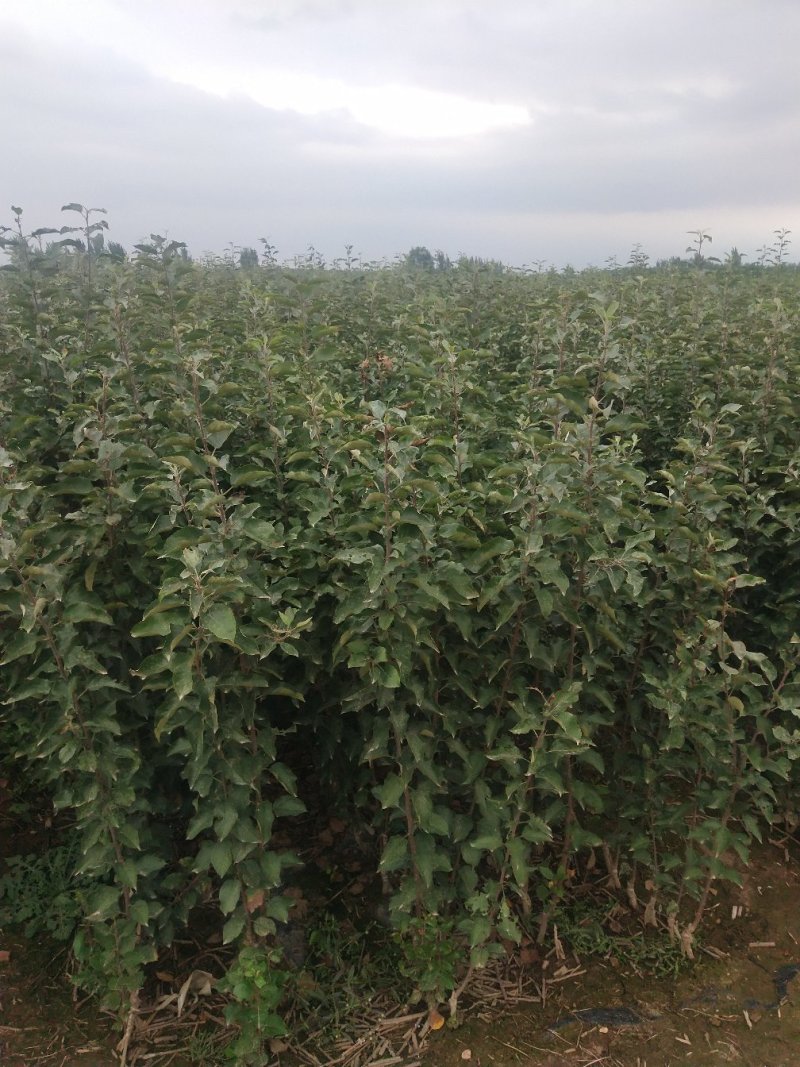 烟富8号苹果树苗鲁丽，华硕，瑞阳，瑞雪