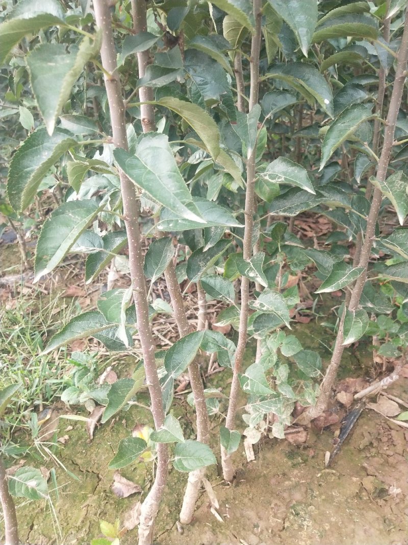 烟富8号苹果树苗鲁丽，华硕，瑞阳，瑞雪