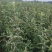 烟富8号苹果树苗鲁丽，华硕，瑞阳，瑞雪