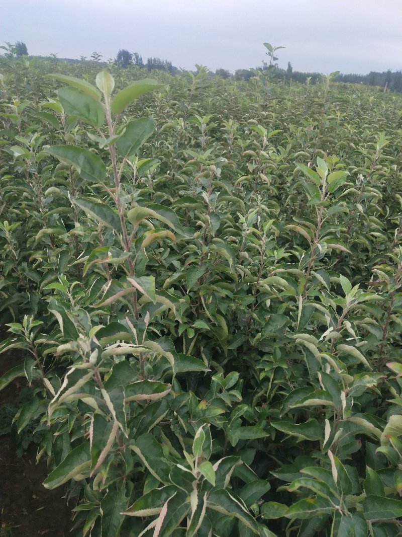 烟富8号苹果树苗鲁丽，华硕，瑞阳，瑞雪