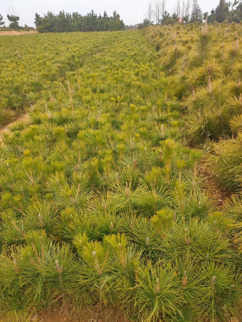 黑松又名白牙松。可做造型，可用于荒山绿化，行道树。