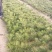 黑松又名白牙松。可做造型，可用于荒山绿化，行道树。