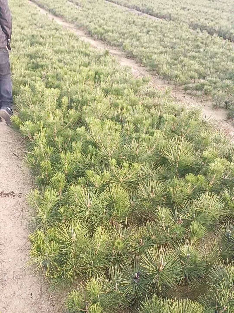黑松又名白牙松。可做造型，可用于荒山绿化，行道树。