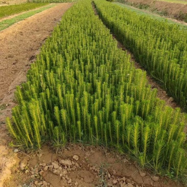 黑松又名白牙松。可做造型，可用于荒山绿化，行道树。