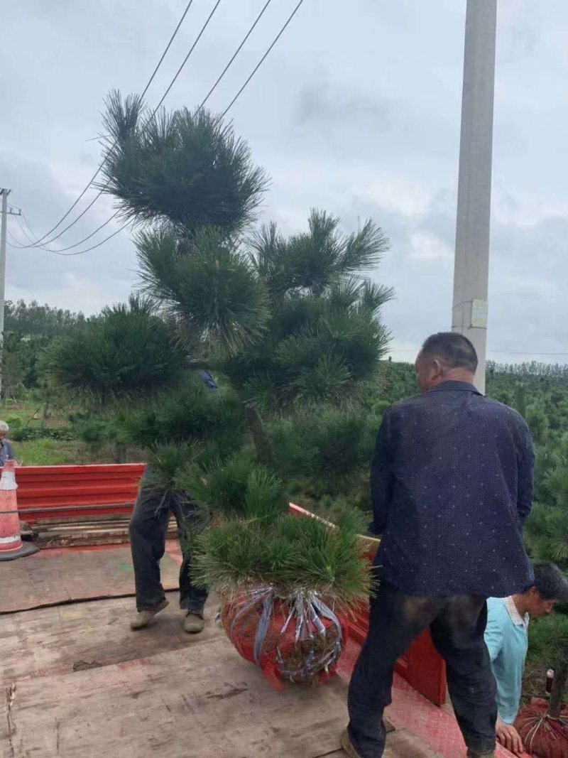 黑松又名白牙松。可做造型，可用于荒山绿化，行道树。