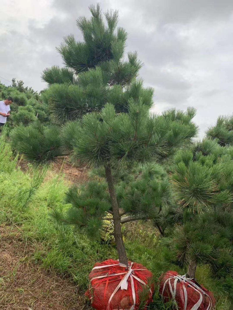 黑松又名白牙松。可做造型，可用于荒山绿化，行道树。
