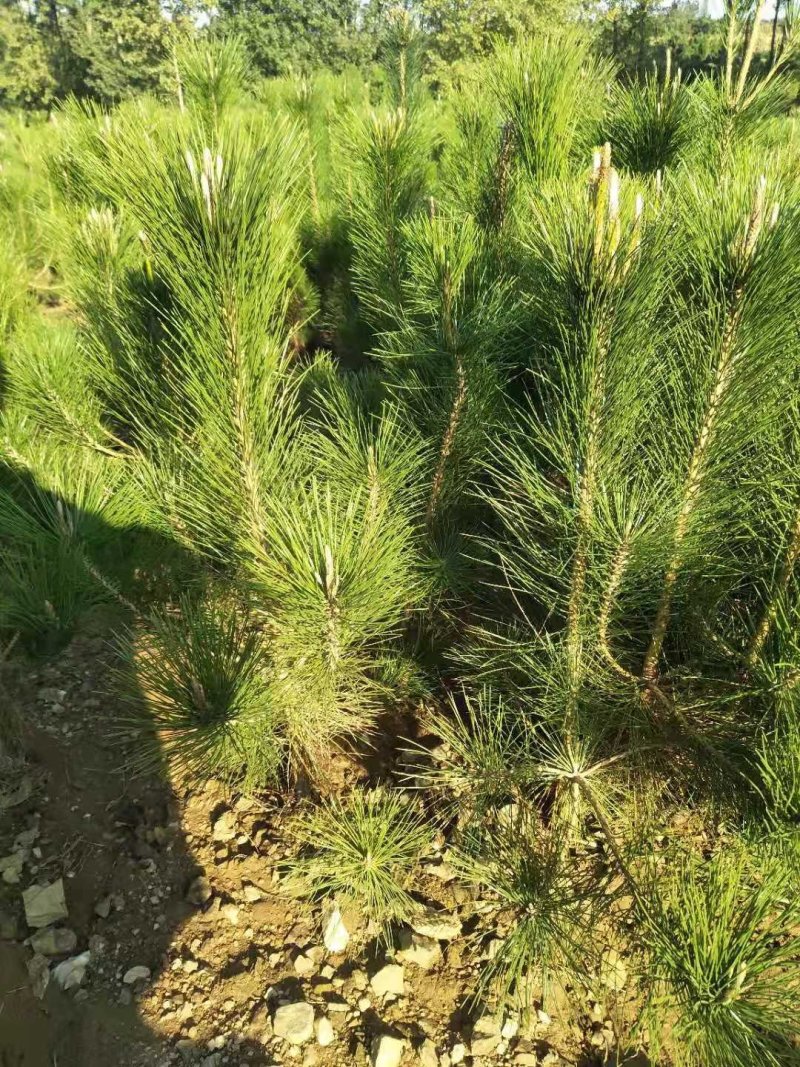 黑松又名白牙松。可做造型，可用于荒山绿化，行道树。