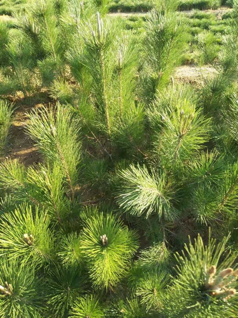 黑松又名白牙松。可做造型，可用于荒山绿化，行道树。