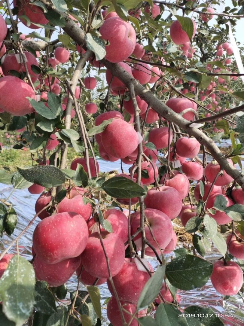 烟富8号苹果树苗鲁丽，华硕，瑞阳，瑞雪