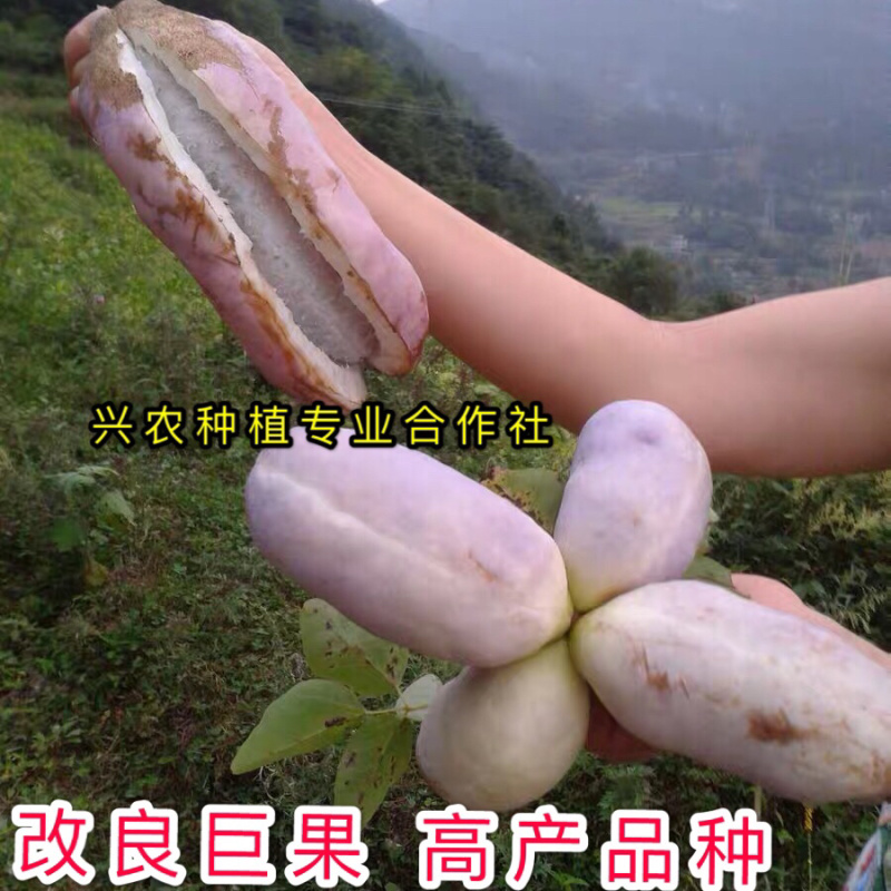 🔥热销【八月瓜苗】新品种改良巨果皮薄肉厚包活包技术