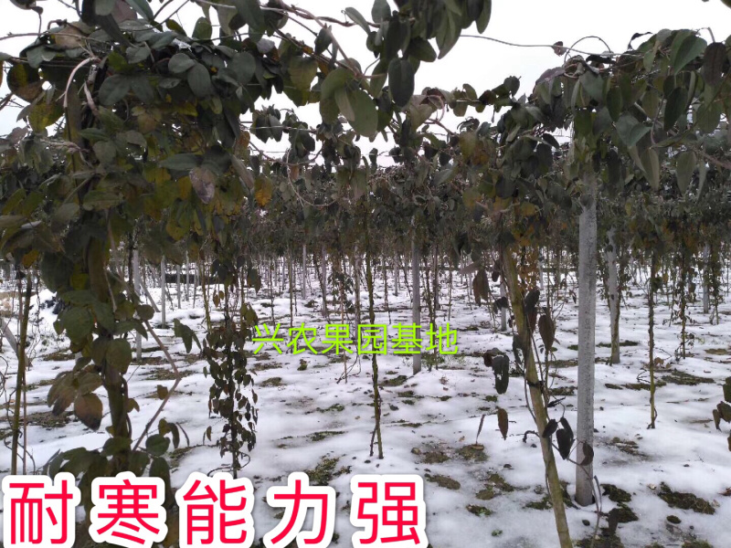 🔥热销【八月瓜苗】新品种改良巨果皮薄肉厚包活包技术