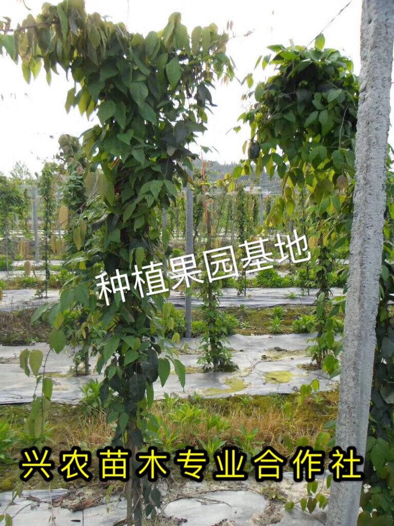 🔥热销【八月瓜苗】新品种改良巨果皮薄肉厚包活包技术