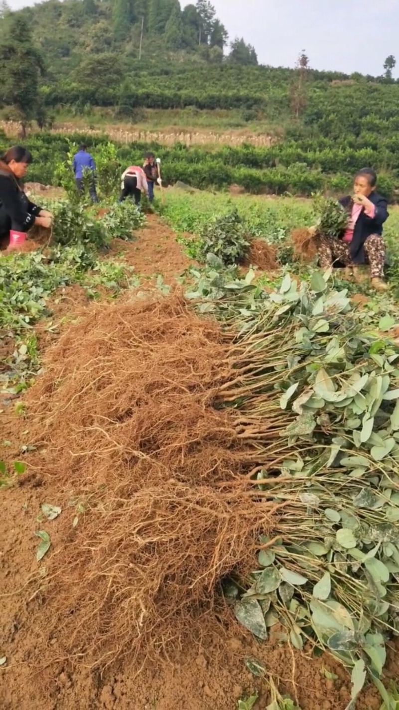 🔥热销【八月瓜苗】新品种改良巨果皮薄肉厚包活包技术