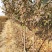 烟富8号苹果树苗鲁丽，华硕，瑞阳，瑞雪