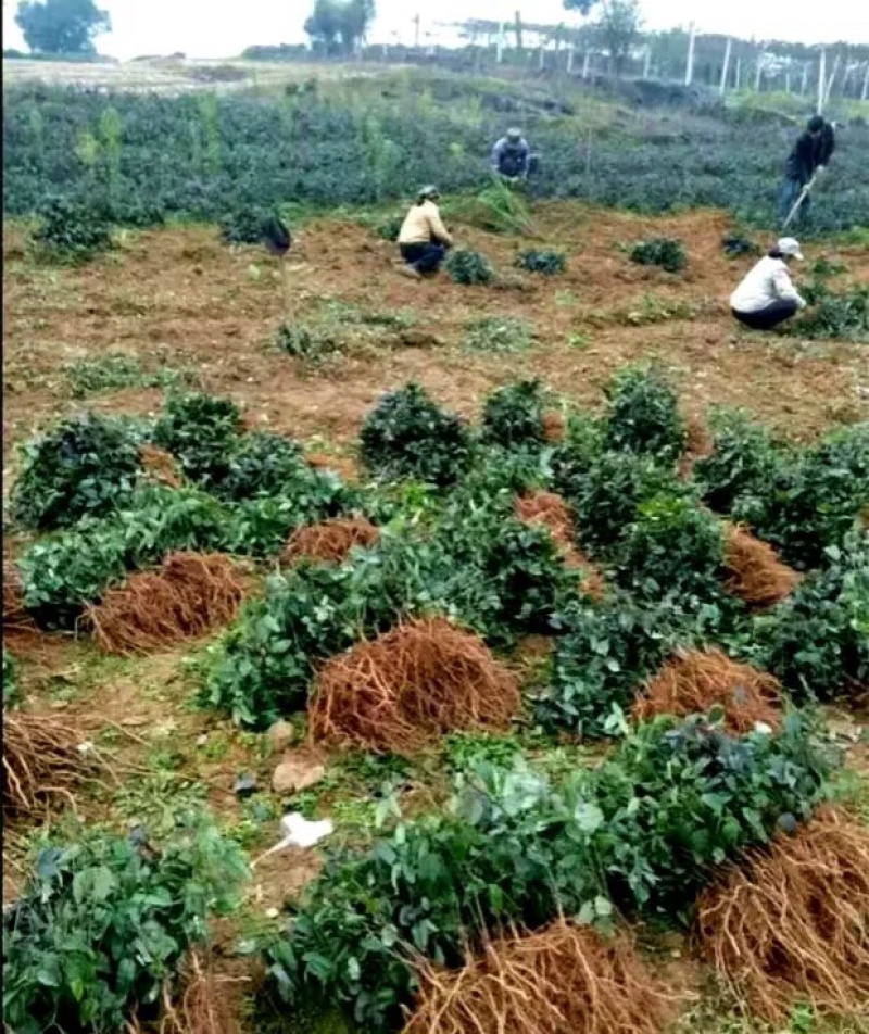 🔥热销【八月瓜苗】新品种改良巨果皮薄肉厚包活包技术