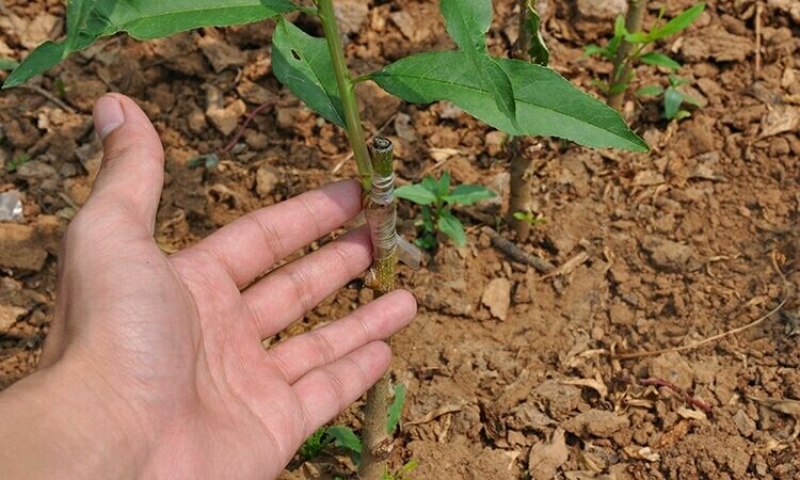 桃树苗沂蒙霜红桃树苗冬桃基地直发保证品种包邮