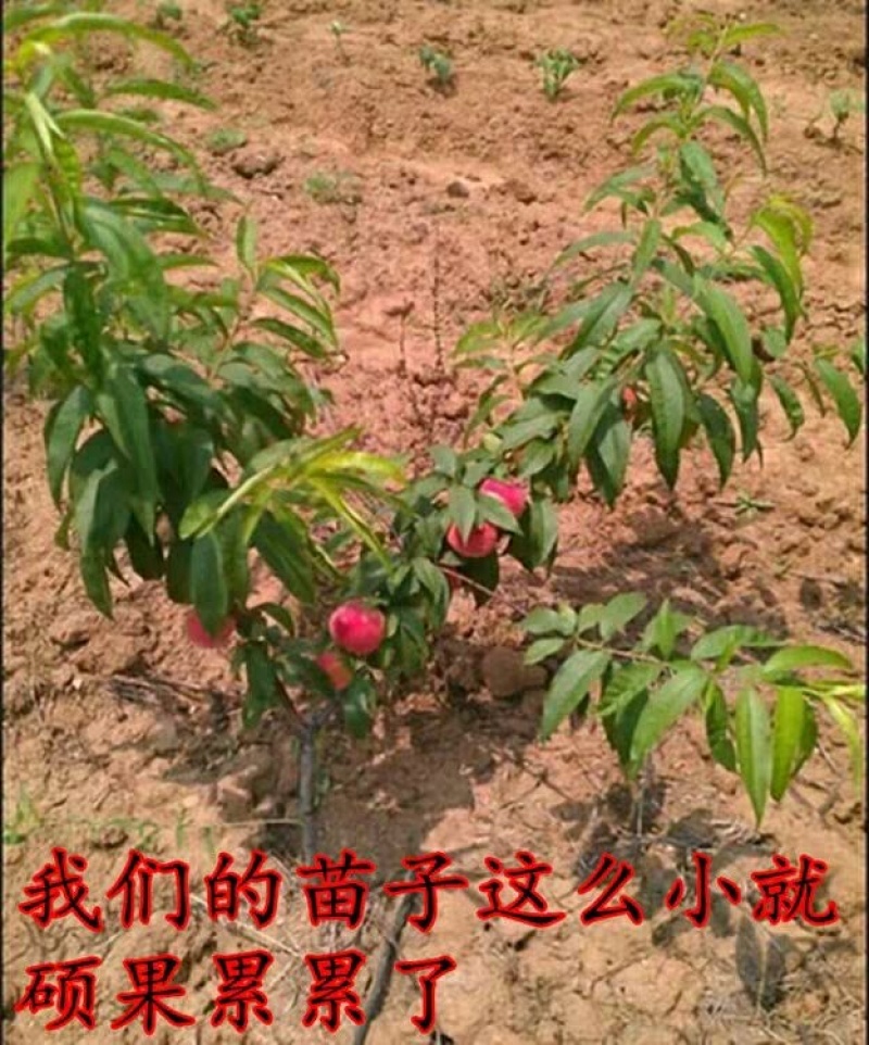 桃树苗沂蒙霜红桃树苗冬桃基地直发保证品种包邮