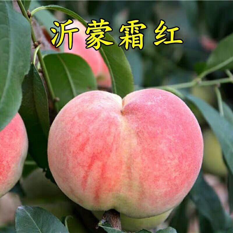 桃树苗沂蒙霜红桃树苗冬桃基地直发保证品种包邮