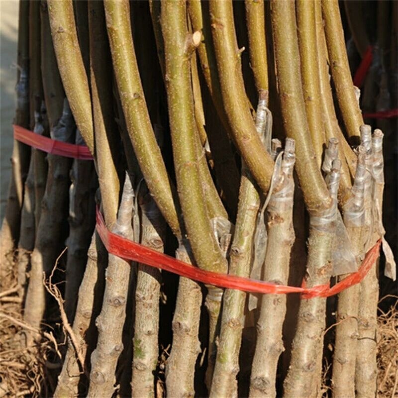 桃树苗沂蒙霜红桃树苗冬桃基地直发保证品种包邮