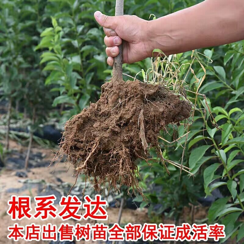 桃树苗沂蒙霜红桃树苗冬桃基地直发保证品种包邮