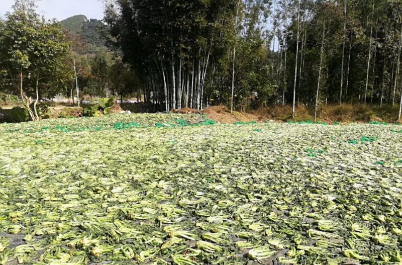 惠州梅菜、梅菜芯、梅菜干