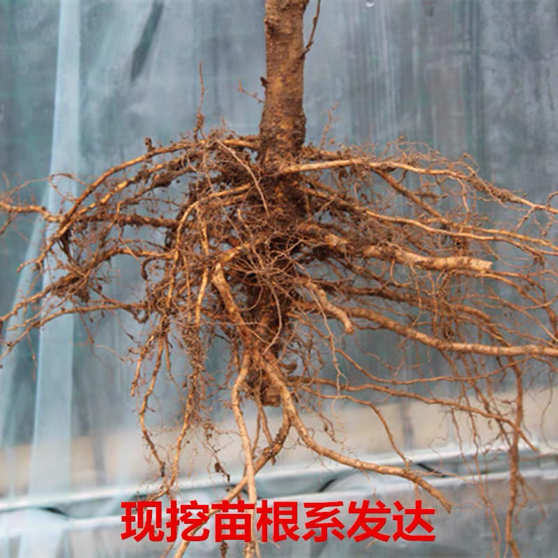 桃树苗，黄金桃基地直发保证品种纯正包邮