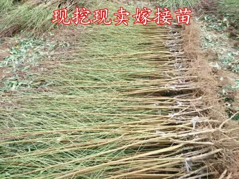 桃树苗，黄金桃基地直发保证品种纯正包邮