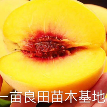 桃树苗，黄金桃基地直发保证品种纯正包邮