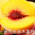 桃树苗，黄金桃基地直发保证品种纯正包邮