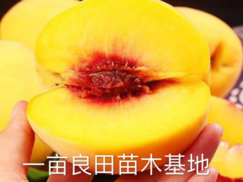 桃树苗，黄金桃基地直发保证品种纯正包邮