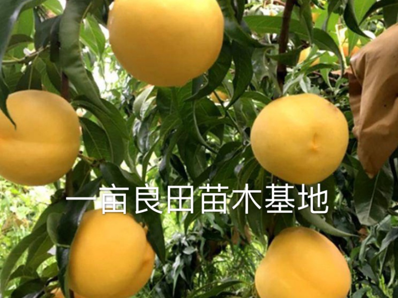 桃树苗，黄金桃基地直发保证品种纯正包邮