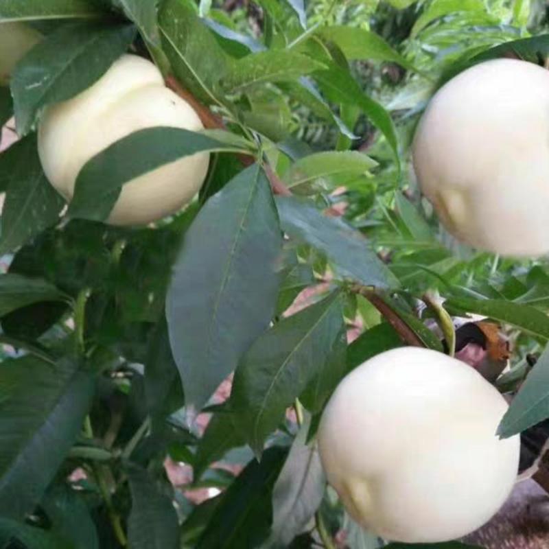 桃树嫁接苗新品种白如玉桃苗南方北方种植果树白桃苗当年