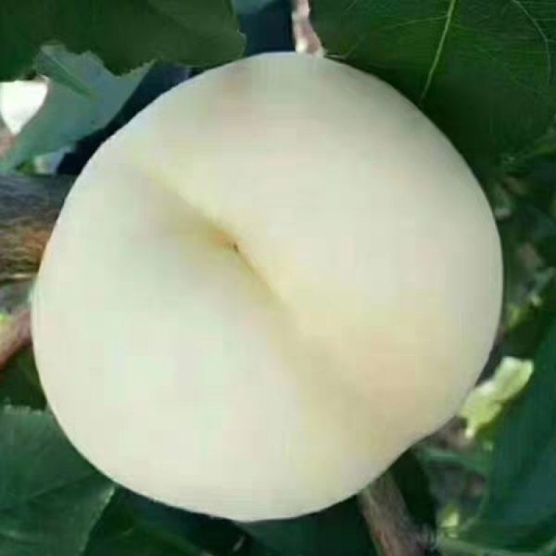 桃树嫁接苗新品种白如玉桃苗南方北方种植果树白桃苗当年