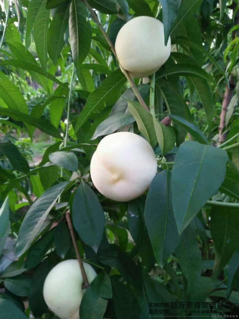 桃树嫁接苗新品种白如玉桃苗南方北方种植果树白桃苗当年