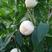 桃树嫁接苗新品种白如玉桃苗南方北方种植果树白桃苗当年