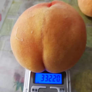 精品黄桃安徽黄桃套袋黄桃大黄桃平头黄桃
