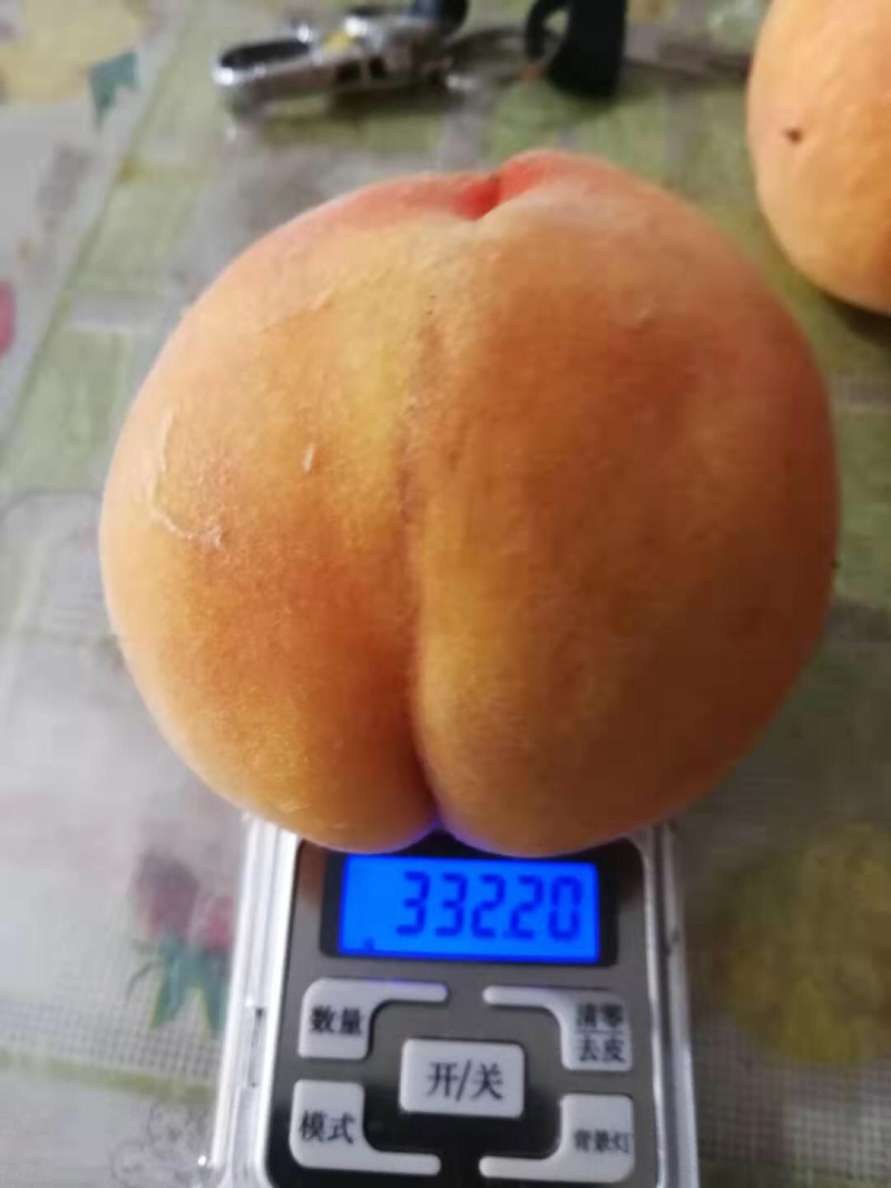 精品黄桃安徽黄桃套袋黄桃大黄桃平头黄桃