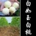 桃树嫁接苗新品种白如玉桃苗南方北方种植果树白桃苗当年