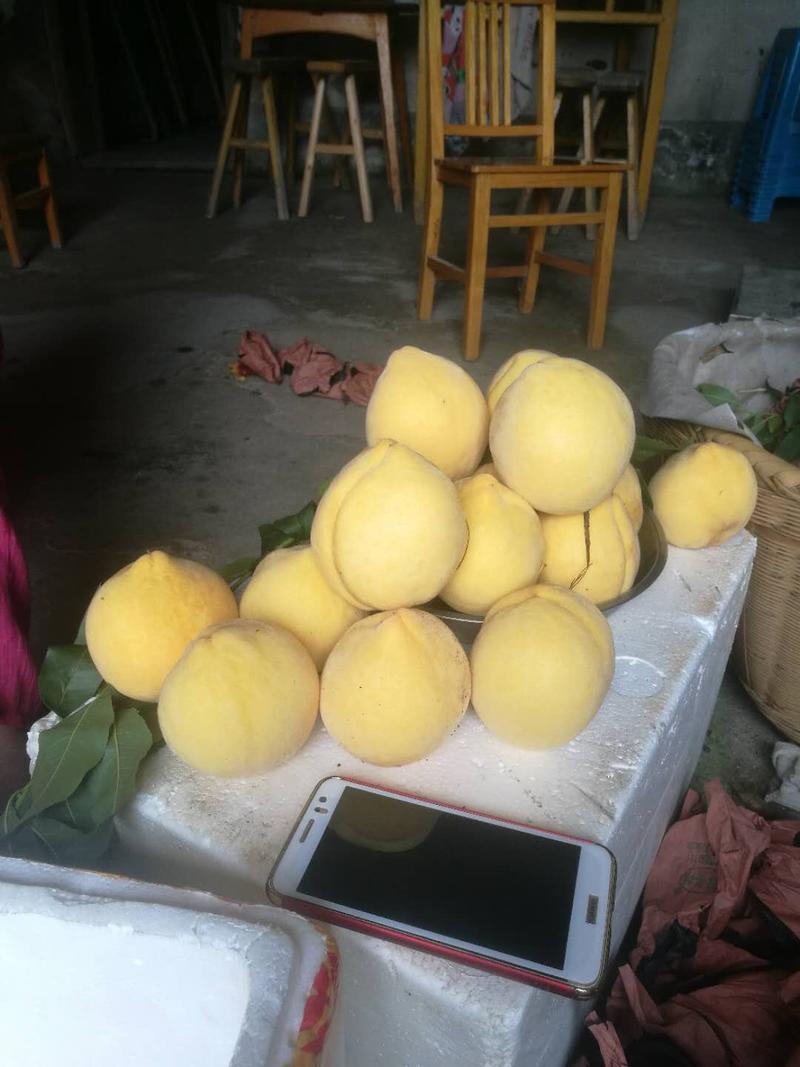 赣州黄桃苗，可视频看货，大量有货支持线上保障交易